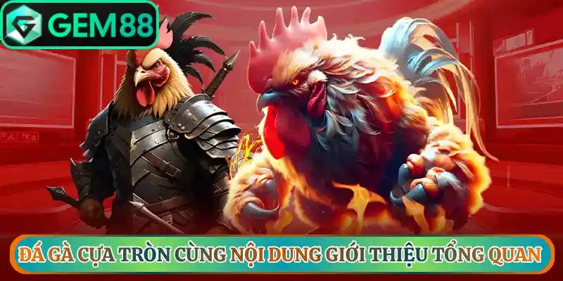 Đá gà cựa tròn cùng nội dung giới thiệu tổng quan