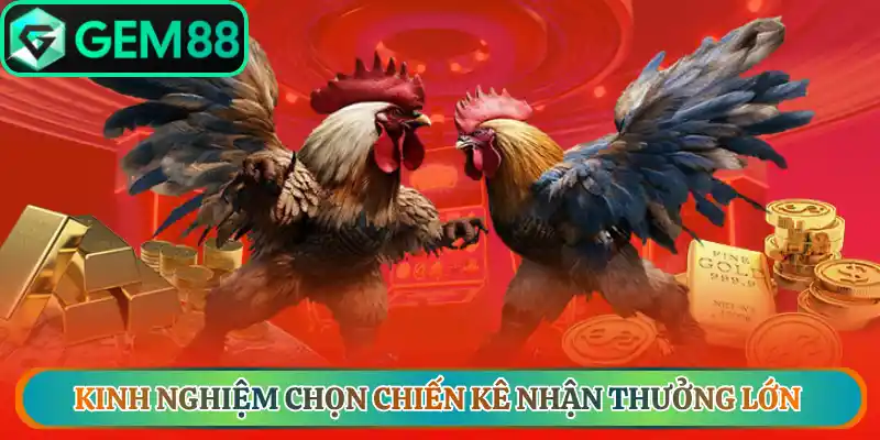 Kinh nghiệm chọn chiến kê nhận thưởng lớn