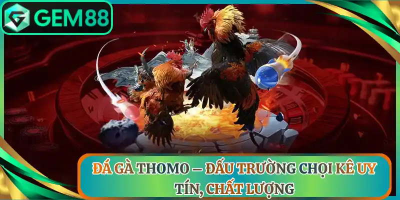 Đá Gà Thomo – Đấu Trường Chọi Kê Uy Tín, Chất Lượng