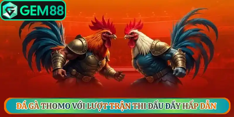 Đá gà thomo với lượt trận thi đấu đầy hấp dẫn